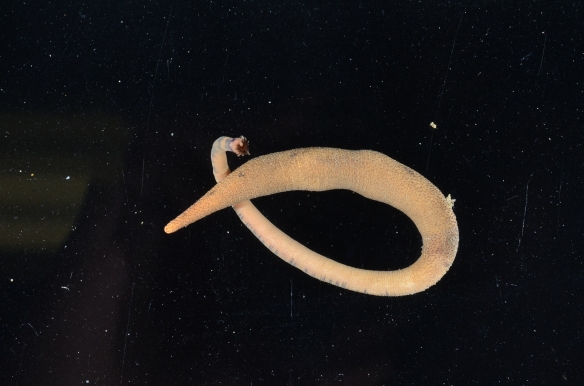 Figure 1: Phascolosoma agassizii with its introvert fully evaginated from the body cavity (coelom). At the most anterior end of Phascolosoma spp., a notch in the crown of red tentacles indicates the dorsal orientation (Kozloff, 1990). 