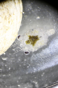 Figure 2: A tiny nauplius larvae that turned out, a few days later, to be a crab of the Cancer genus.