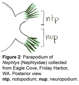 Nephtyidae